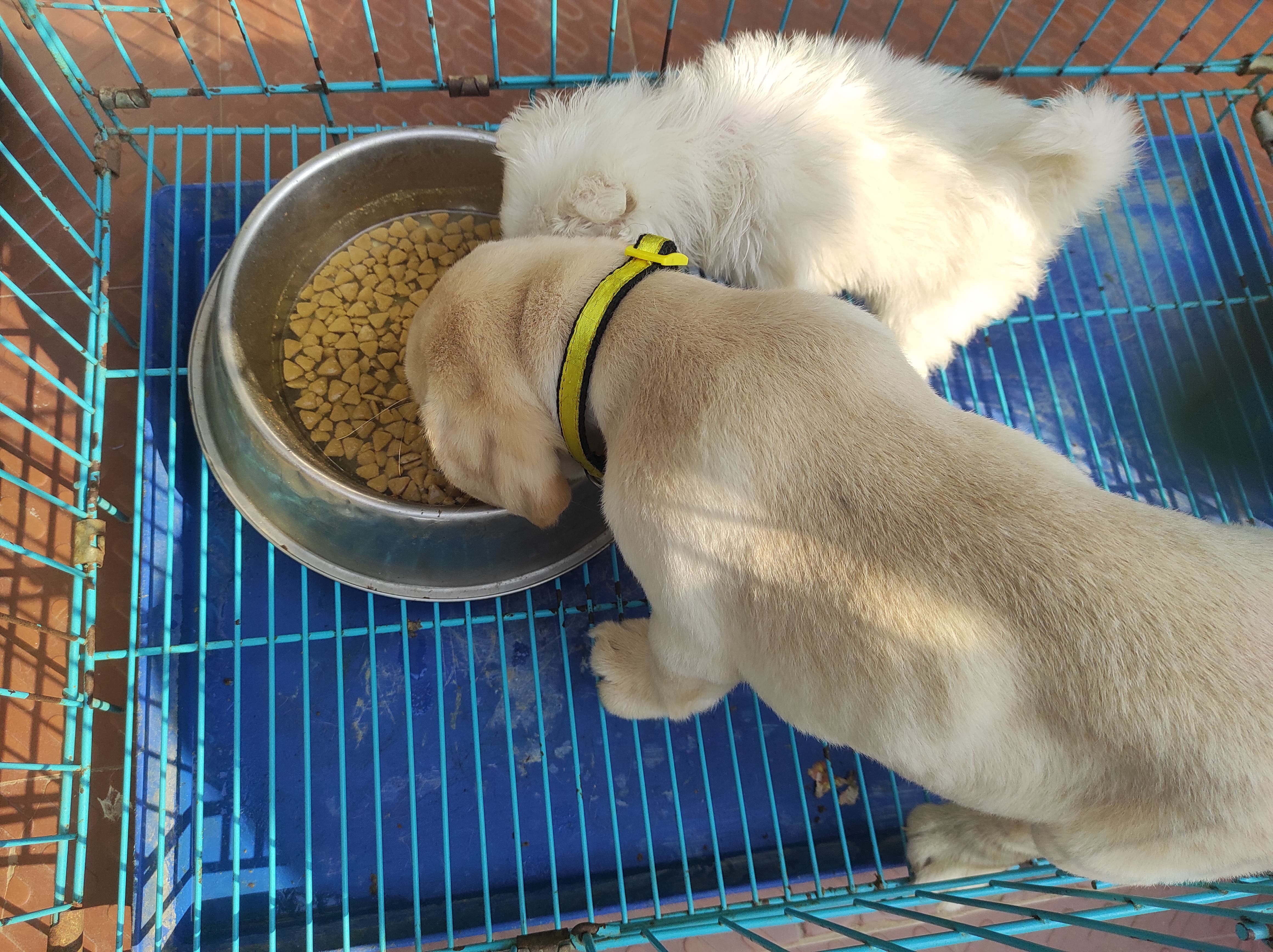 Welcome to Pets World Patna, your go-to destination for comprehensive pet care services and quality pet products. We offer a range of services, including pet care, grooming, and a variety of accessories. Explore our extensive collection of dog, cat, and rabbit breeds, along with a wide selection of pet accessories, food, treats, and healthcare products. Visit us at Rajendra Nagar Road, Kankarbagh, Patna - 800020, near Malahi Pakri Chowk. For inquiries, call us at +91 99347 41143. Your furry friend's well-being is our priority!