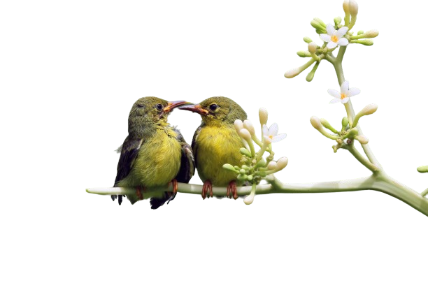 Welcome to Pets World Patna, your go-to destination for comprehensive pet care services and quality pet products. We offer a range of services, including pet care, grooming, and a variety of accessories. Explore our extensive collection of dog, cat, and rabbit breeds, along with a wide selection of pet accessories, food, treats, and healthcare products. Visit us at Rajendra Nagar Road, Kankarbagh, Patna - 800020, near Malahi Pakri Chowk. For inquiries, call us at +91 99347 41143. Your furry friend's well-being is our priority!