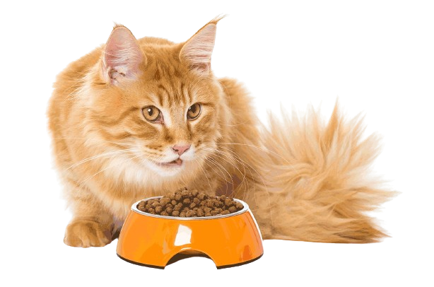 Welcome to Pets World Patna, your go-to destination for comprehensive pet care services and quality pet products. We offer a range of services, including pet care, grooming, and a variety of accessories. Explore our extensive collection of dog, cat, and rabbit breeds, along with a wide selection of pet accessories, food, treats, and healthcare products. Visit us at Rajendra Nagar Road, Kankarbagh, Patna - 800020, near Malahi Pakri Chowk. For inquiries, call us at +91 99347 41143. Your furry friend's well-being is our priority!