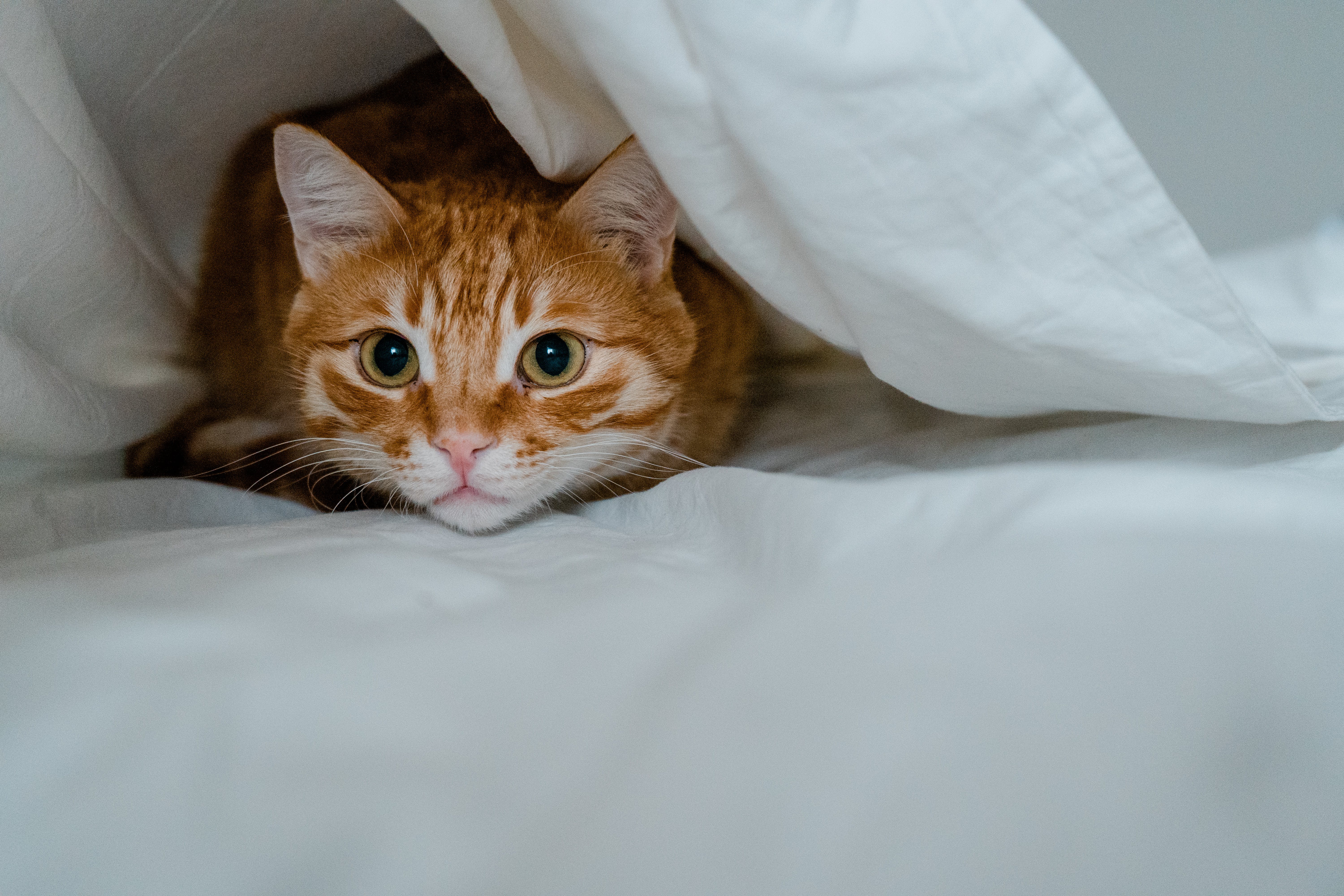 Welcome to Pets World Patna, your go-to destination for comprehensive pet care services and quality pet products. We offer a range of services, including pet care, grooming, and a variety of accessories. Explore our extensive collection of dog, cat, and rabbit breeds, along with a wide selection of pet accessories, food, treats, and healthcare products. Visit us at Rajendra Nagar Road, Kankarbagh, Patna - 800020, near Malahi Pakri Chowk. For inquiries, call us at +91 99347 41143. Your furry friend's well-being is our priority!