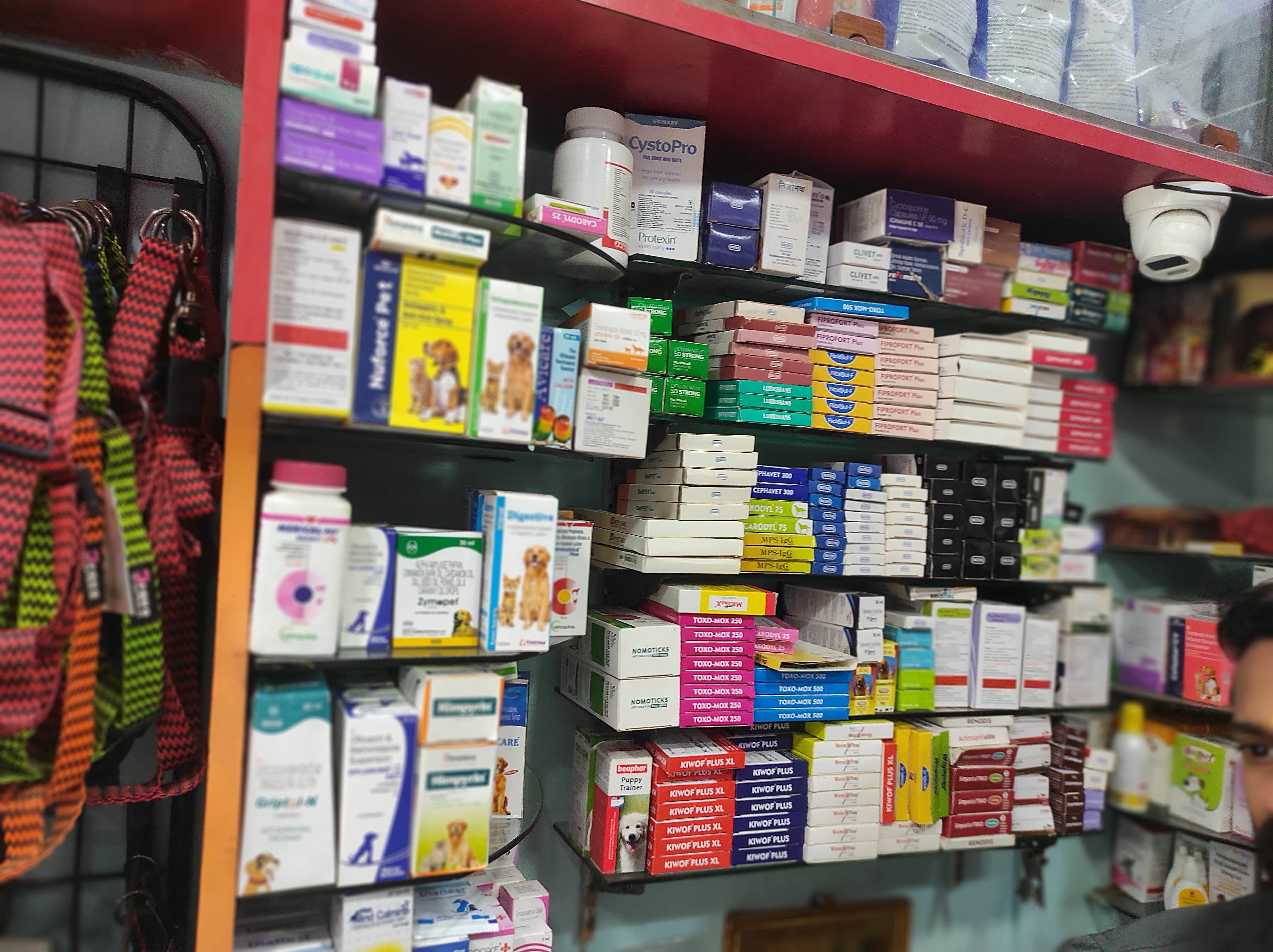 Welcome to Pets World Patna, your go-to destination for comprehensive pet care services and quality pet products. We offer a range of services, including pet care, grooming, and a variety of accessories. Explore our extensive collection of dog, cat, and rabbit breeds, along with a wide selection of pet accessories, food, treats, and healthcare products. Visit us at Rajendra Nagar Road, Kankarbagh, Patna - 800020, near Malahi Pakri Chowk. For inquiries, call us at +91 99347 41143. Your furry friend's well-being is our priority!